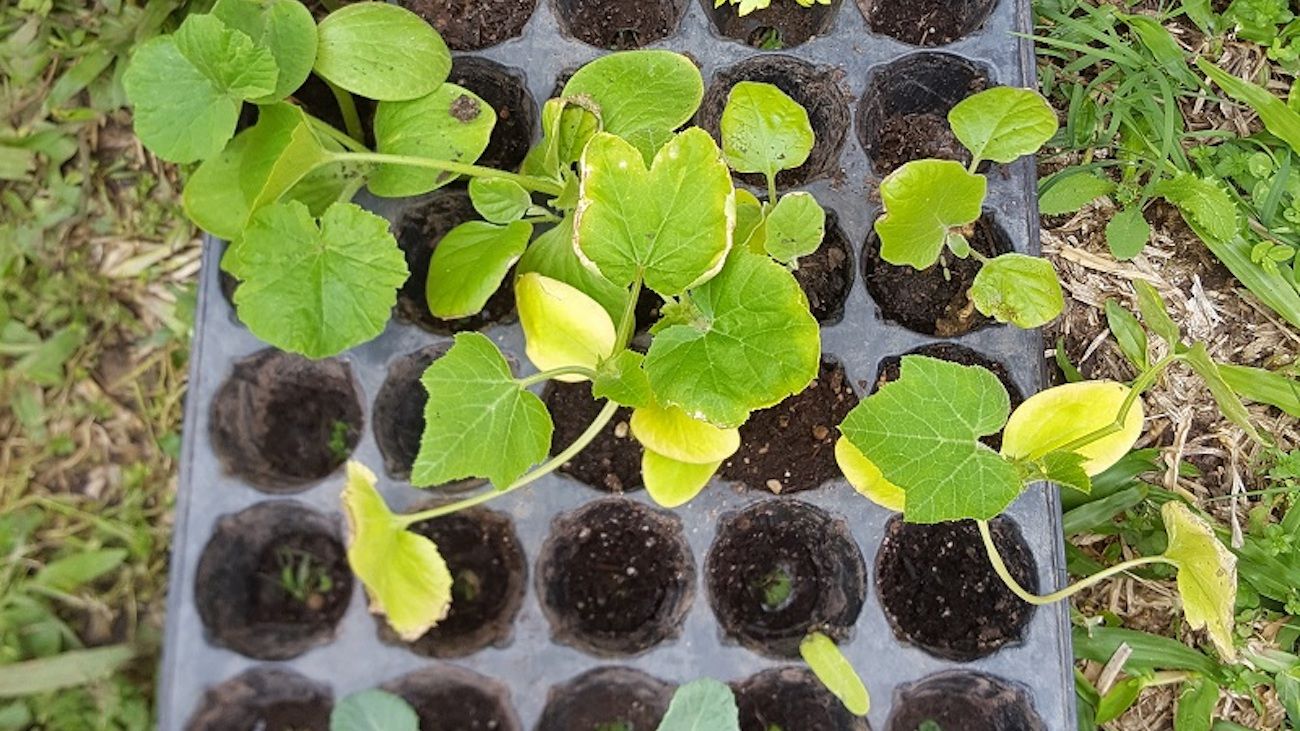 Cómo armar plantines de flores y hortalizas de manera casera