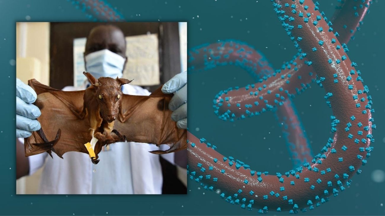 Dos muertes reavivan el miedo al terrible virus de Marburgo, originado en murciélagos