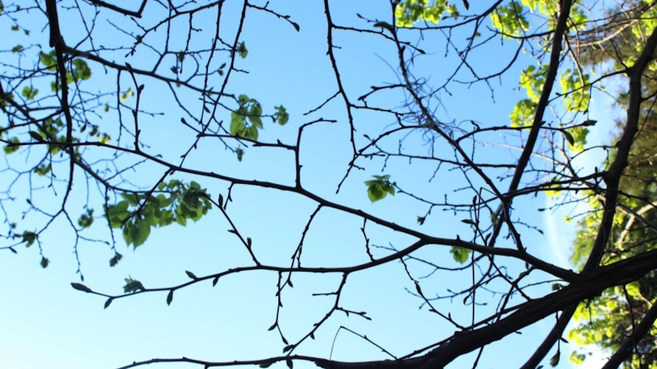 Los árboles de la Ciudad de Buenos Aires modificaron su brotación por el cambio climático