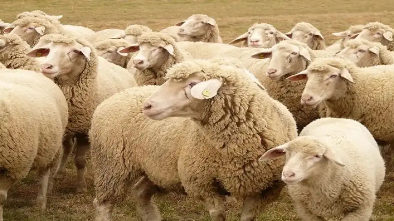 Preocupación por la disminución del stock ovino en la Patagonia