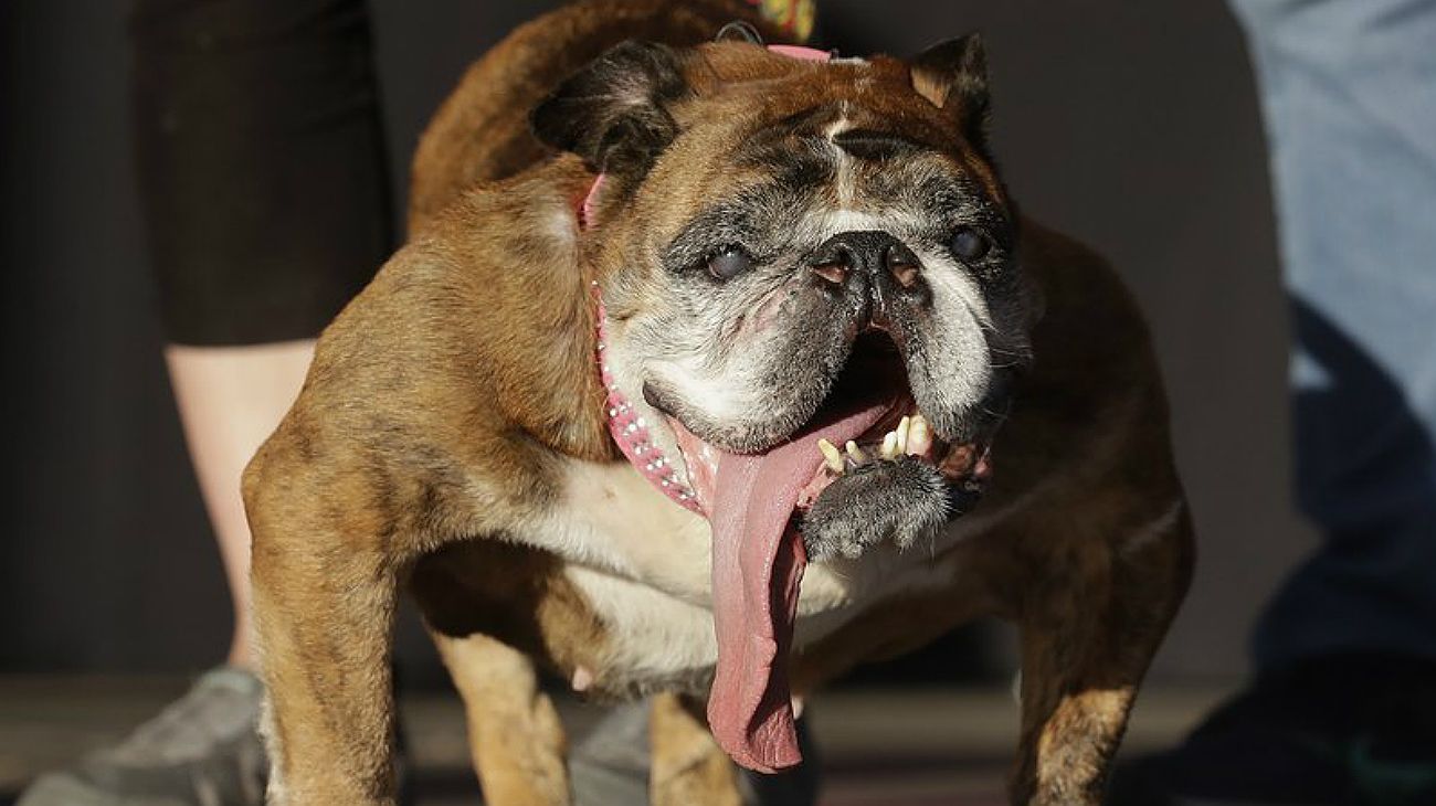 Esta bulldog ganó el premio al perro más feo del mundo