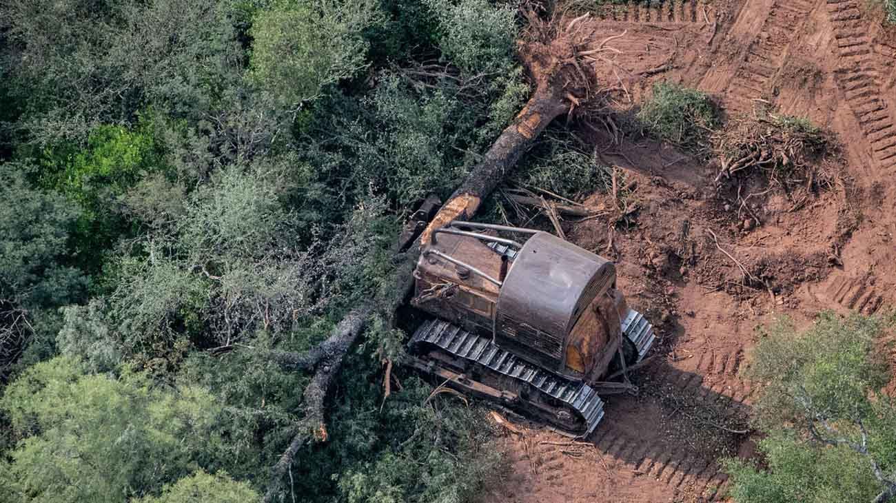 La agonía del monte chaqueño