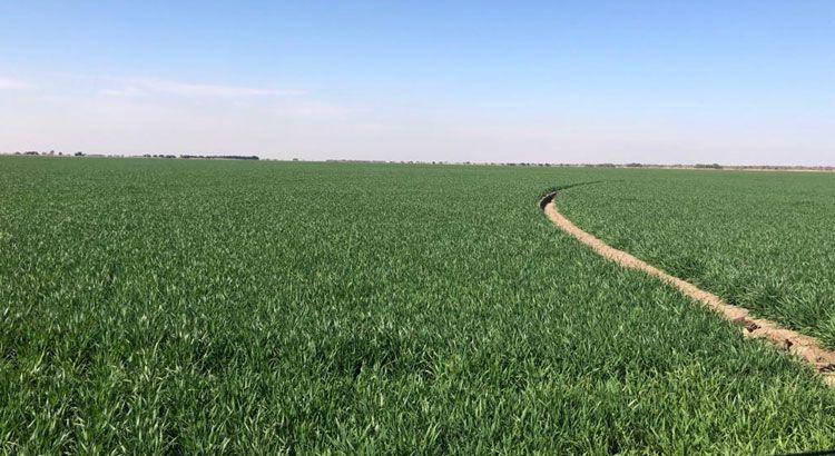 Operaciones de compra y venta de campos: las oportunidades en medio de la crisis económica