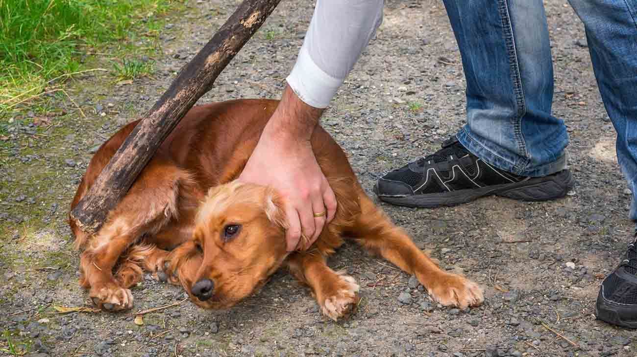 Maltrato animal: un hombre irá preso por matar a golpes a su perro