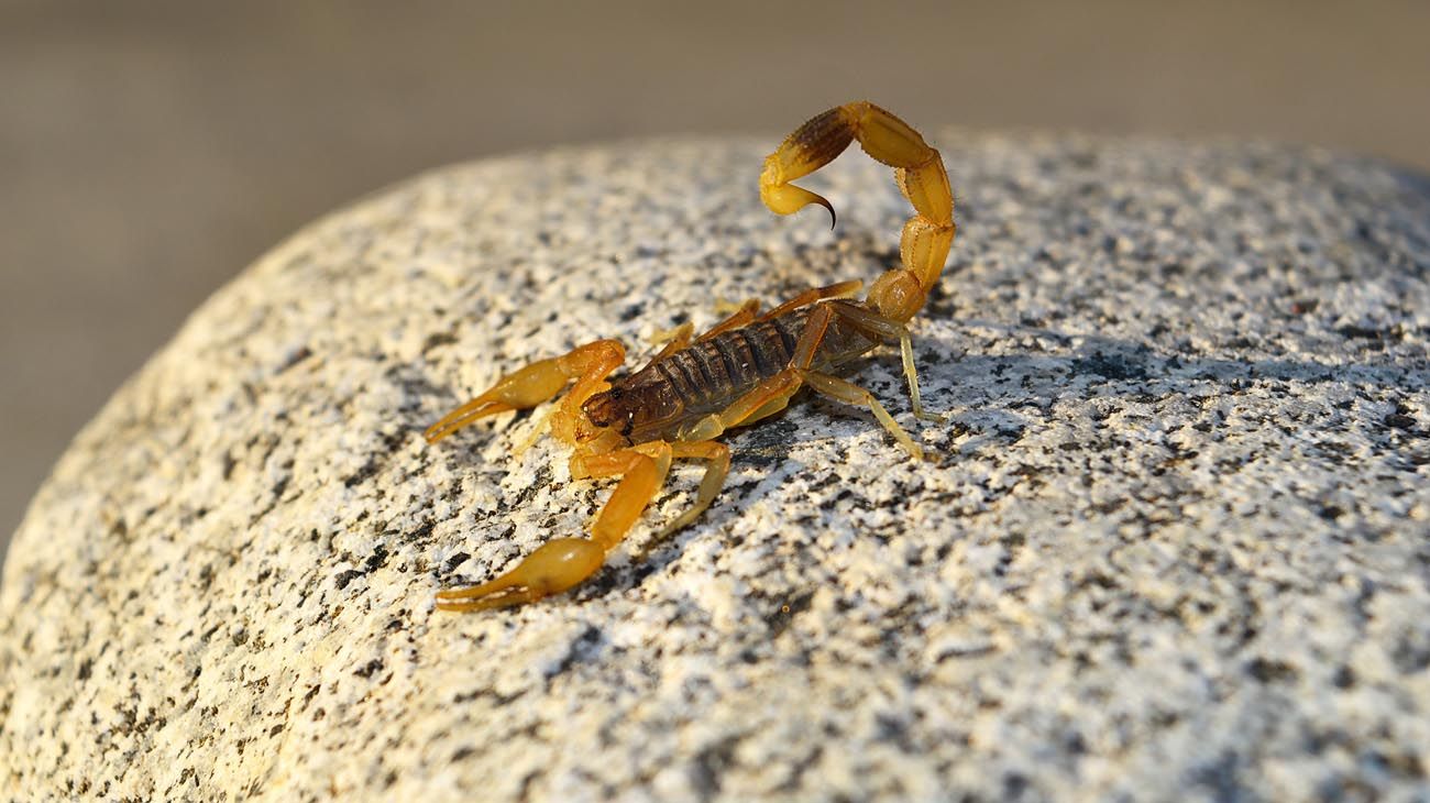 Preocupación en Santa Fe por el aumento de casos de picaduras de alacranes
