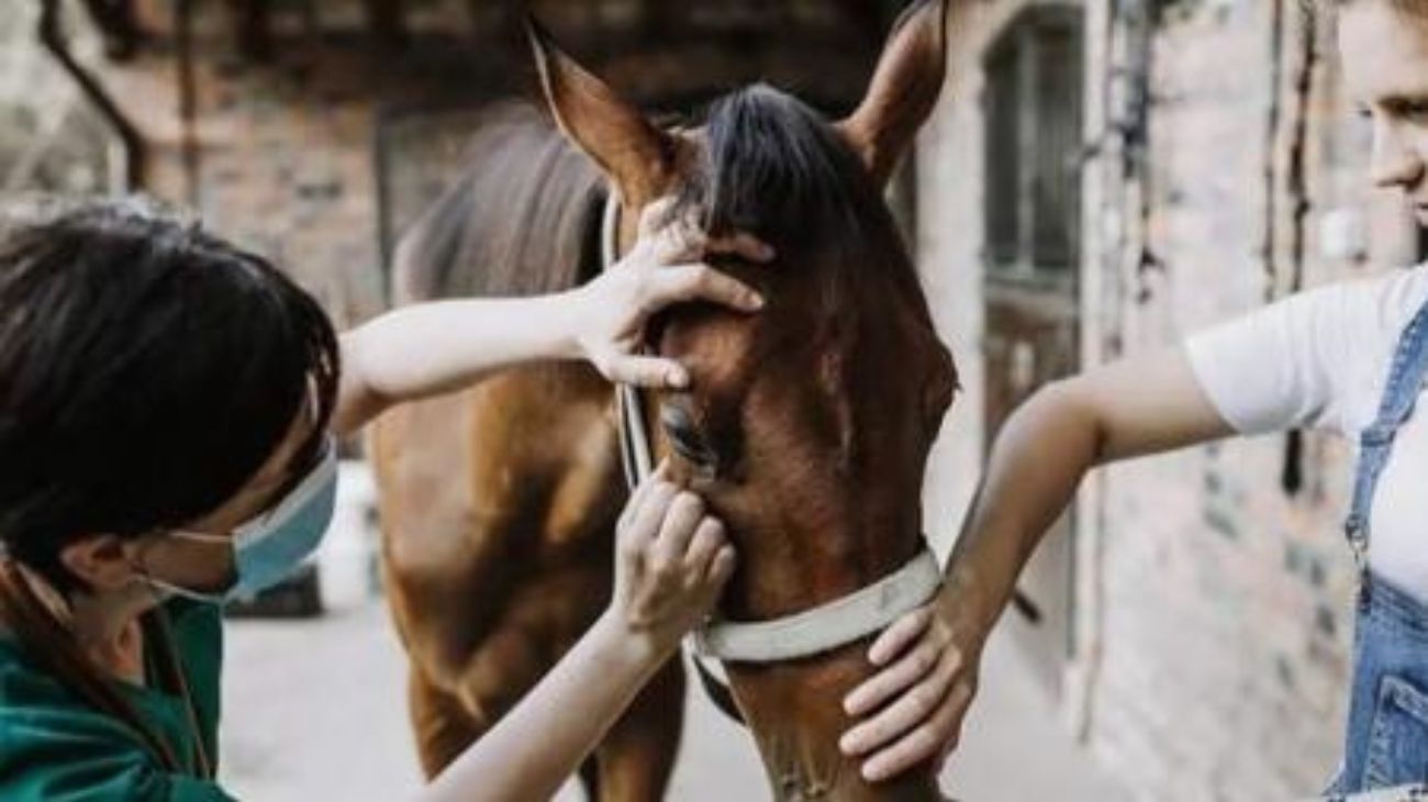 Atención: en Santa Fé confirmaron el primer caso de Encefalomielitis Equina en un humano