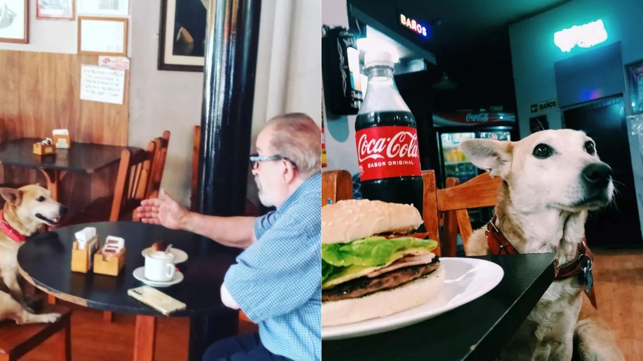 La historia de Corchito, el perro que hace compañía a los clientes de un bar en Chivilcoy
