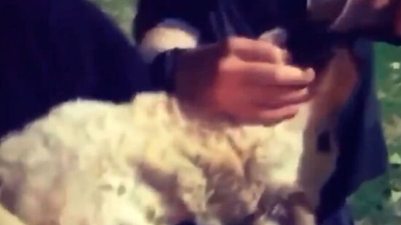 Mendoza: denuncian a tres jóvenes que se grabaron dándole fernet a un perro callejero