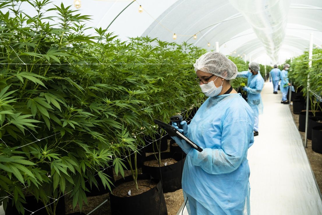 Se espera que las ventas de marihuana medicinal en Brasil aumenten