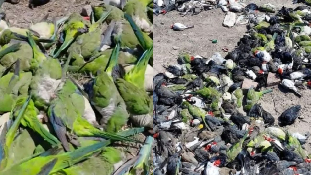 Misterioso suceso en el Chaco: hallaron un centenar de aves muertas en un basural