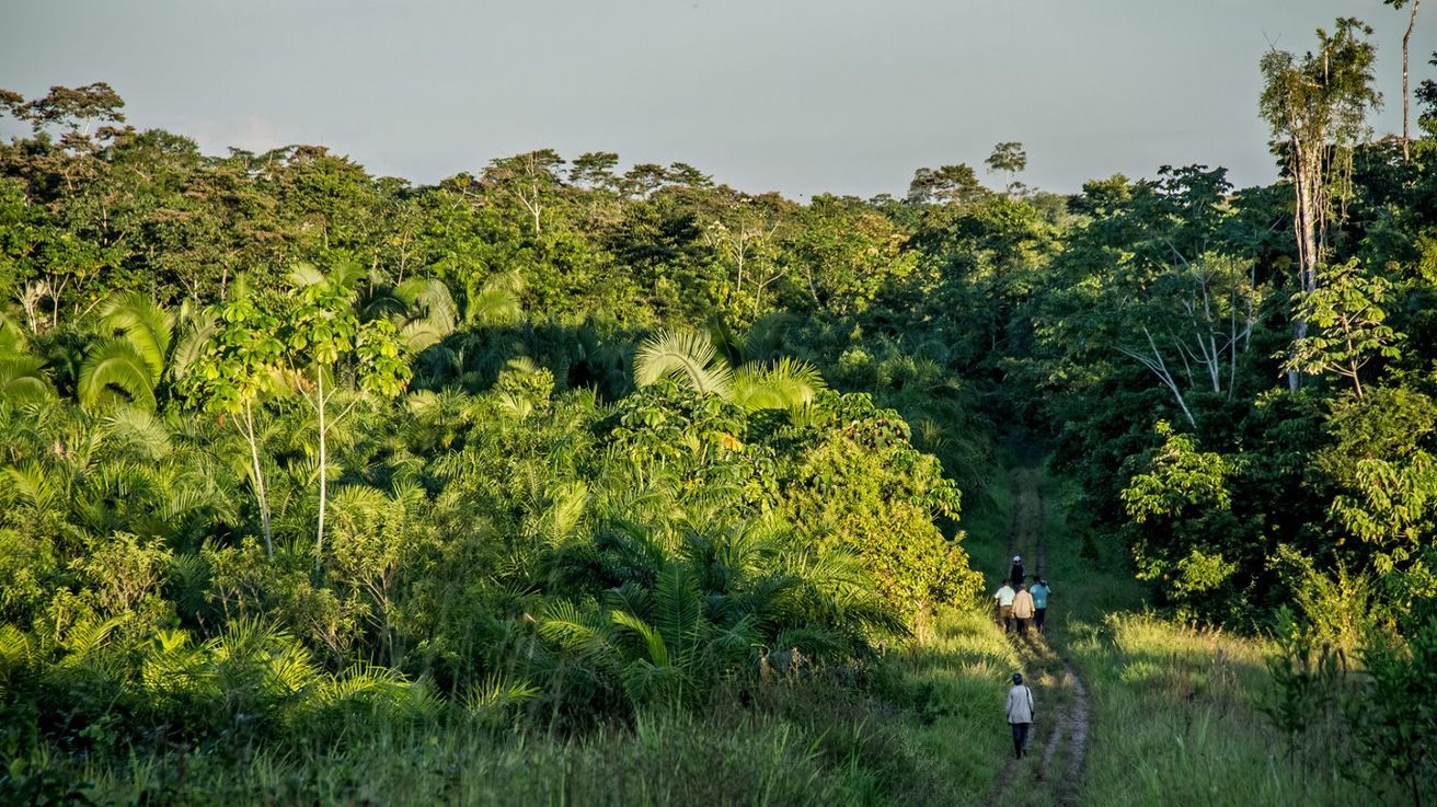 Alerta global: los bosques de montaña desaparecen según un estudio