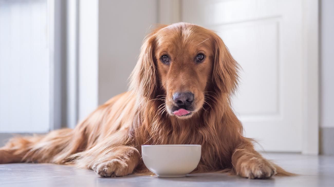 Siete señales para saber si tu perro te quiere y confía en vos
