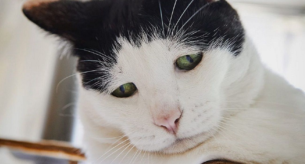 Te romperá el corazón: conocé a Pancho, el gato "más triste del mundo"