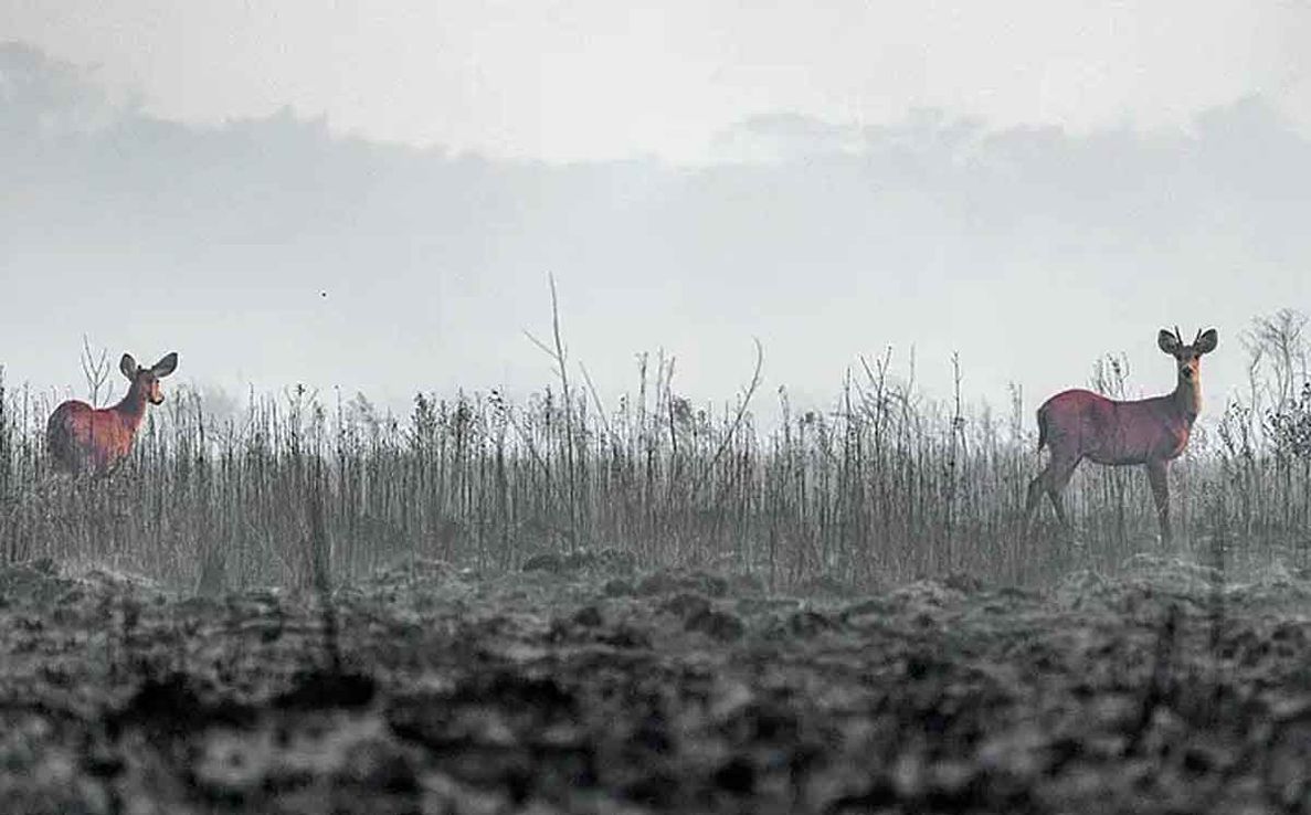 Aprender de los incendios en Corrientes