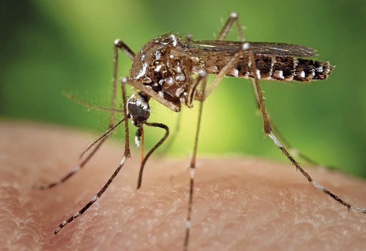 Identifican en el país un subtipo más agresivo del mosquito ‘Aedes’