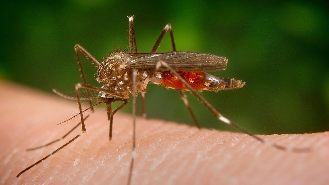 La ANMAT analizará una vacuna contra el dengue que tiene buenos resultados