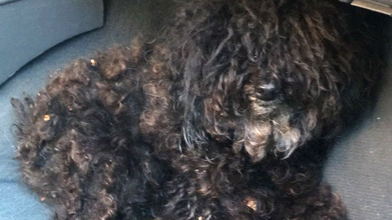 Para vengarse de su ex pareja, tiró al perro a la basura