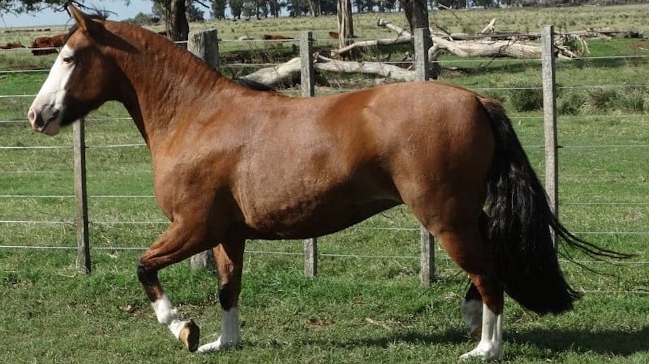 Alerta en la industria equina por un virus que mató a dos caballos
