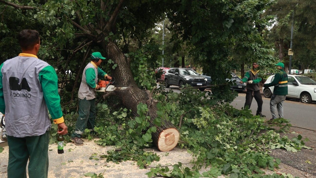Tras la Tormenta, siguen los operativos en la Ciudad de Buenos Aires para remover árboles y liberar calles