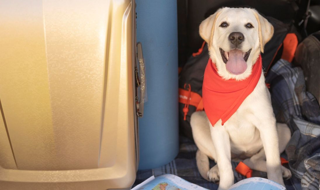 Viajar con mascotas: cómo elegir alojamientos pet-friendly y los cuidados básicos a tener en cuenta