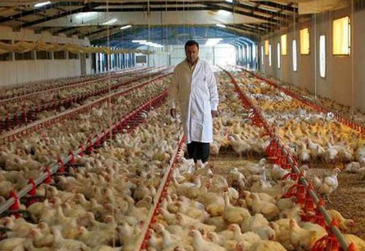 Argentina ya exporta más pollos que carne vacuna