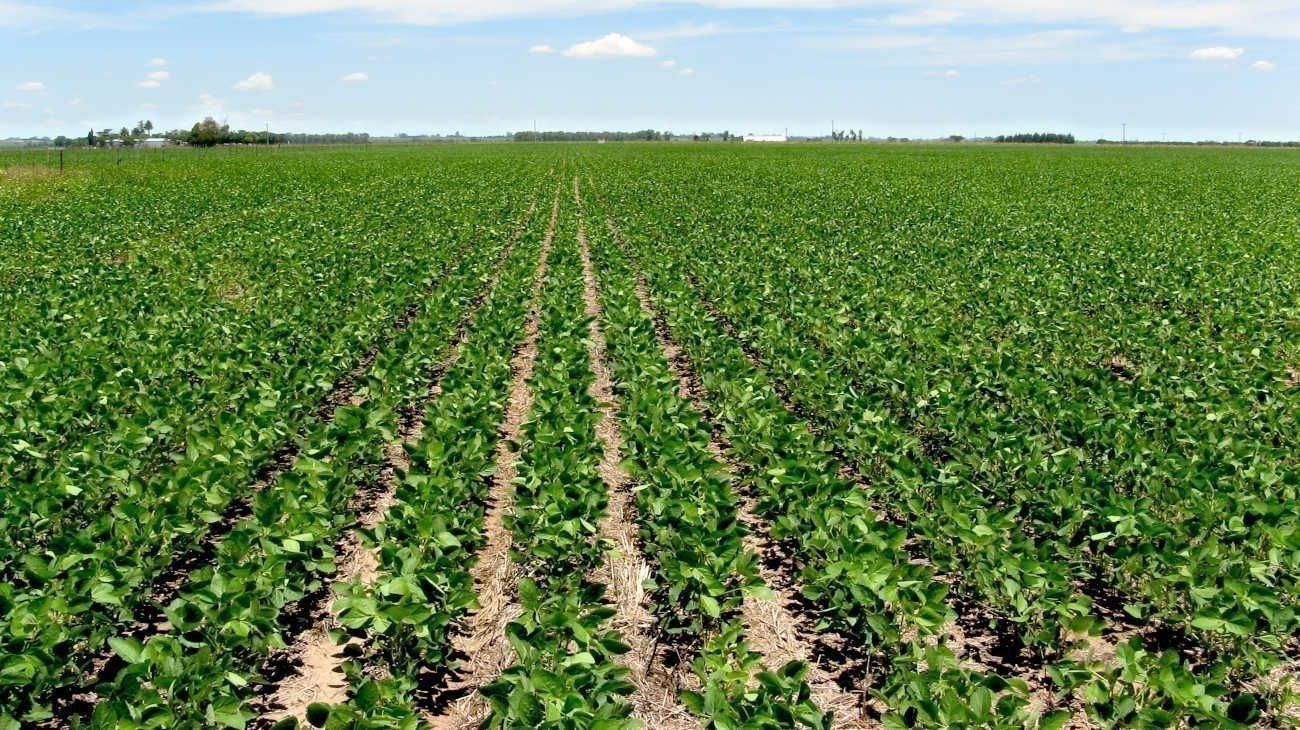 El agro liquidó USD 2.524 millones en abril y negó especulación en el ritmo de ventas