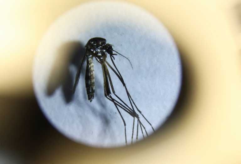 Día 117: ¿La casta tiene dengue?