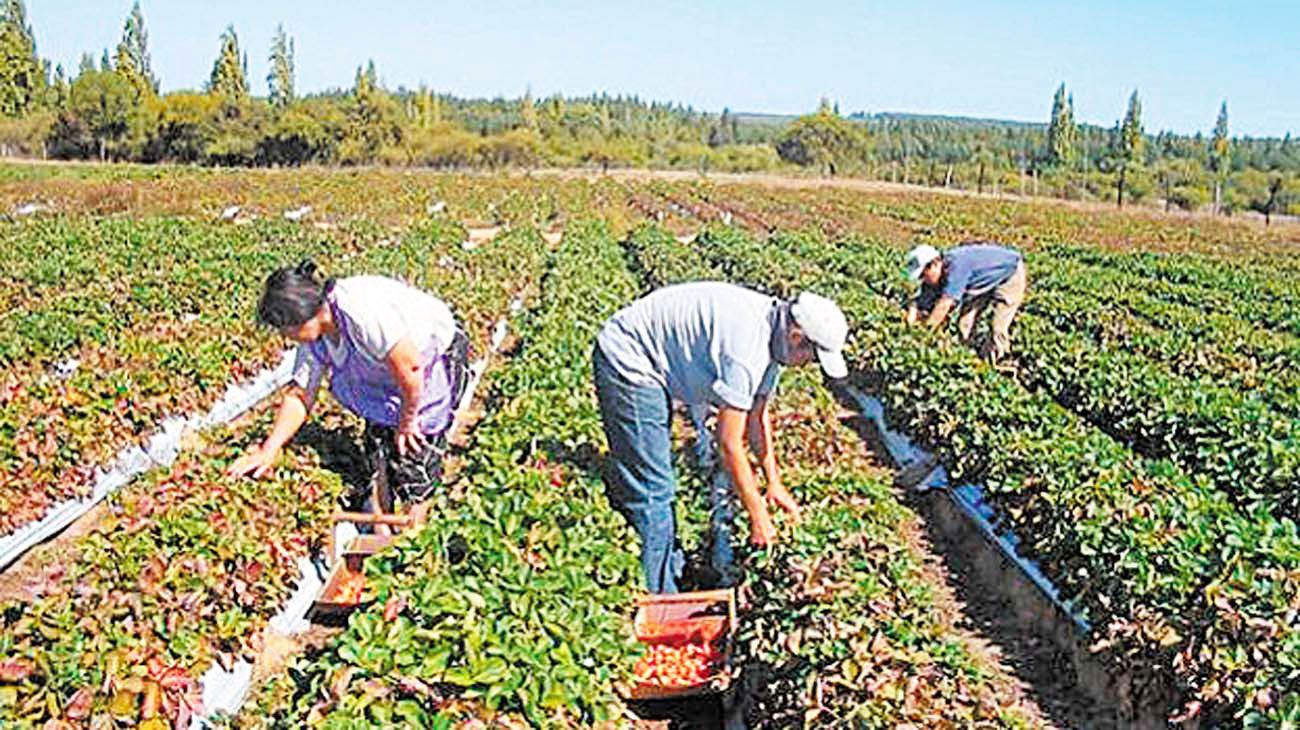 La marcha al campo