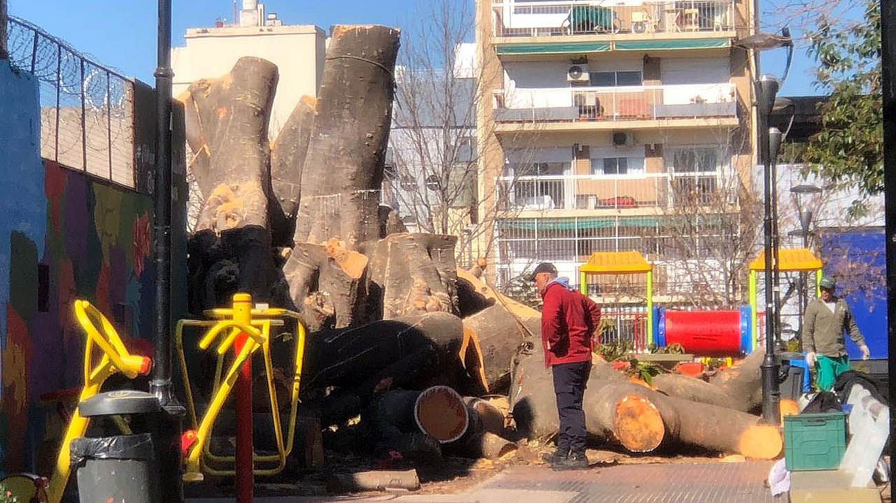 Polémica por la tala de un árbol en una plaza de Villa Crespo