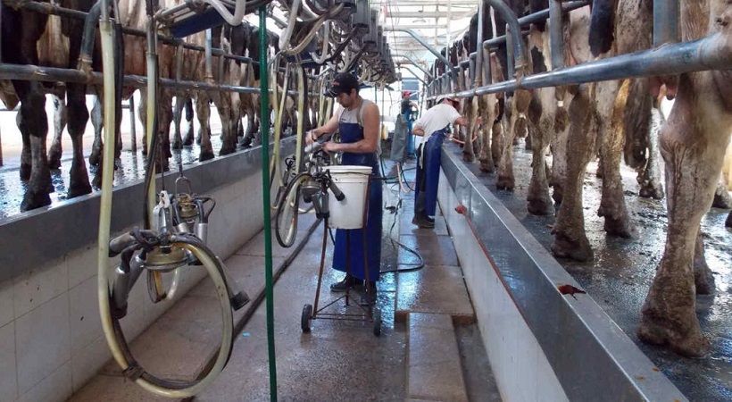 Lechería: el 60% de los tambos está al borde de tener que dejar la actividad