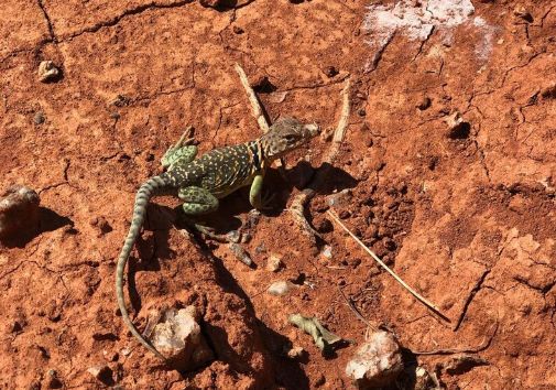 La Tierra al borde de una extinción masiva: “alerta roja” sobre 48.646 especies amenazadas