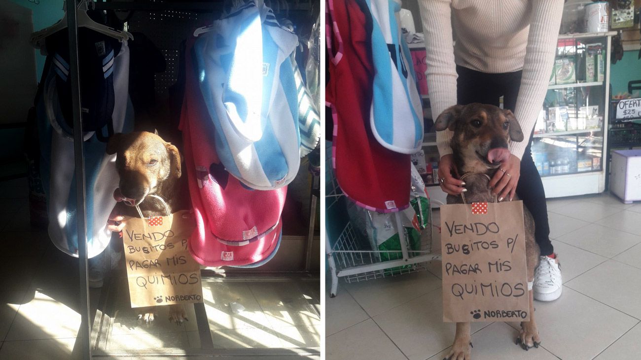 Usó a un perro con cáncer para reunir fondos para curarlo y la acusaron de lucrar con el animal