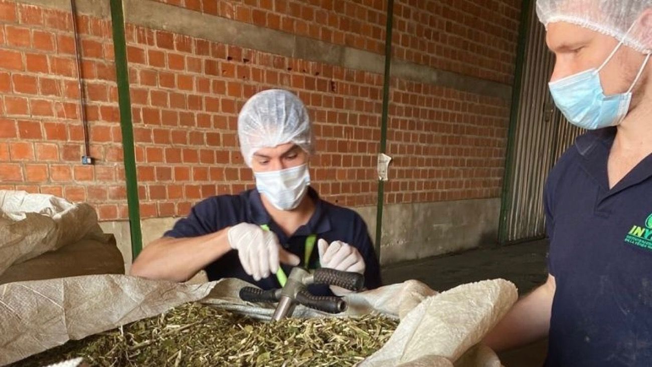 Implementan nuevos controles para garantizar la calidad de la yerba mate
