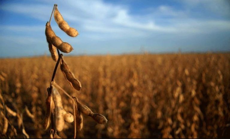 Soja: vuelven a recortar las proyecciones de producción por bajos rendimientos