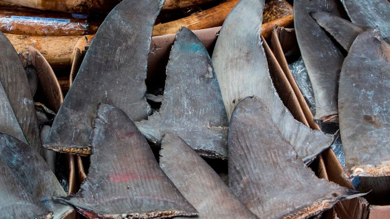 Las temidas aletas de tiburón: por qué son tan codiciadas
