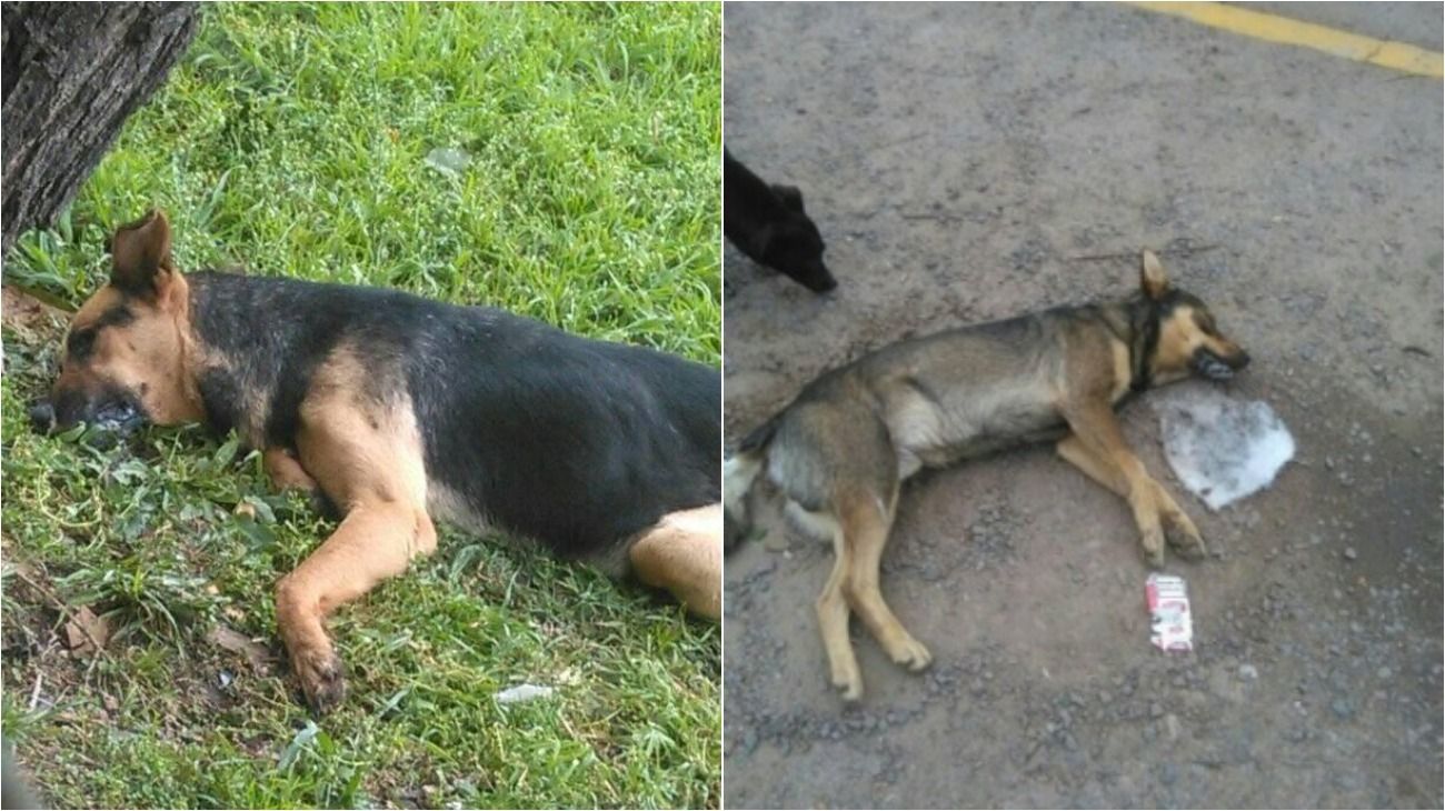 Vecinos de Pilar denuncian una ola de envenenamiento de mascotas