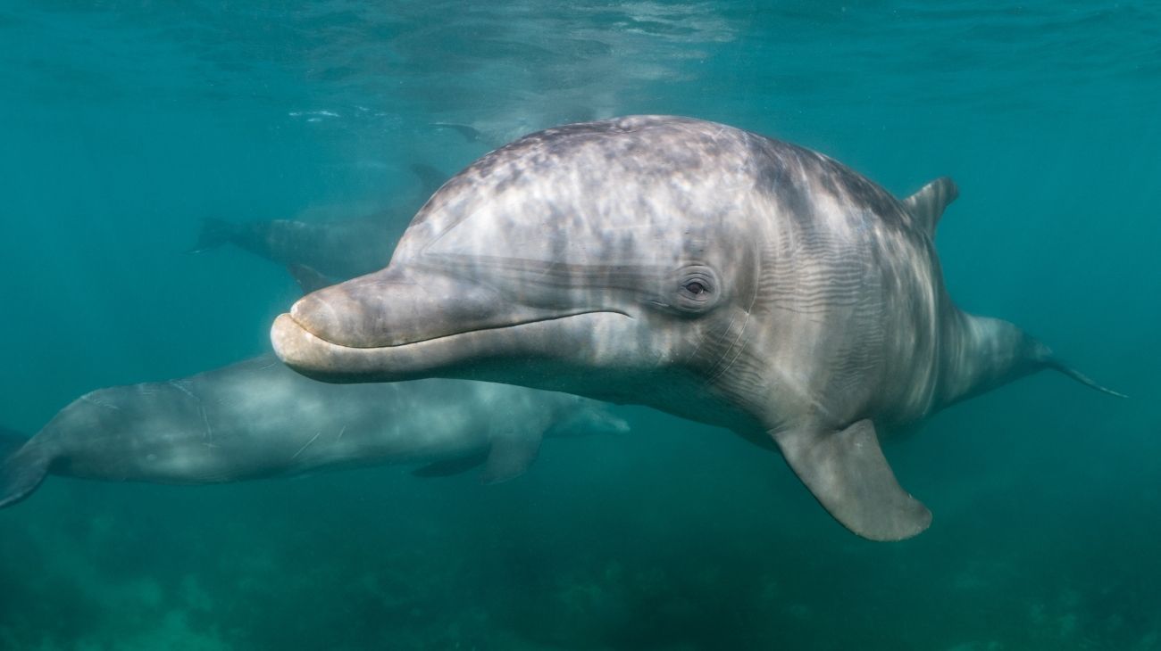 Científicos descubrieron la presencia de microplásticos en el aliento de los delfines y advirtieron sobre la contaminación ambiental