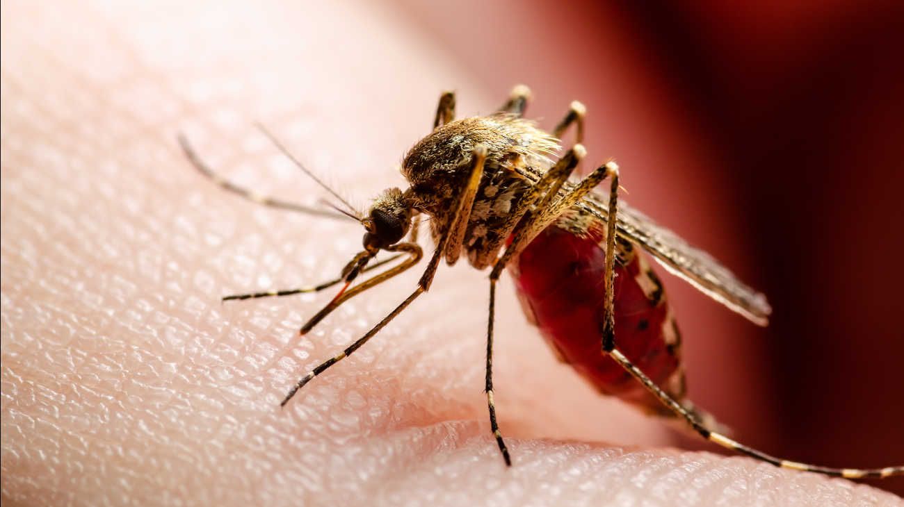 Aumentaron los casos de dengue en la Argentina