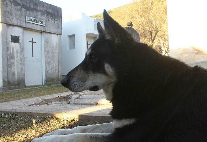La tierna historia de “Capitán”, el perro que visitó la tumba de su dueño durante 11 años