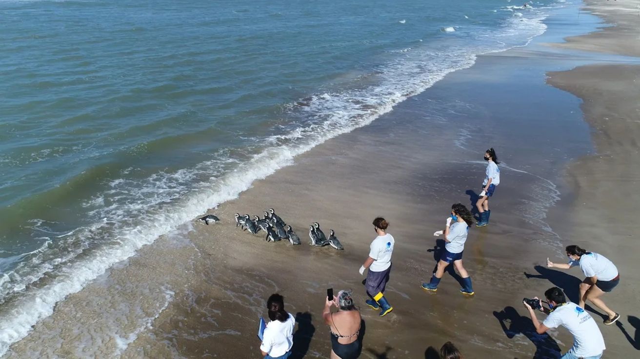 Liberaron 12 pingüinos magallánicos en las aguas de San Clemente del Tuyù
