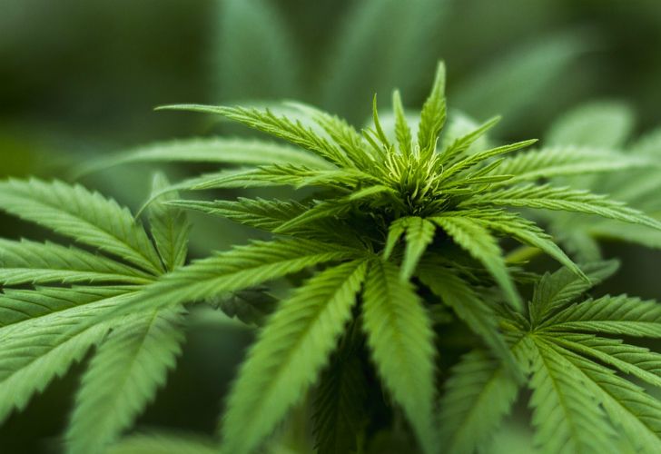 El Gobierno confirma que prepara un proyecto de ley para despenalizar la marihuana