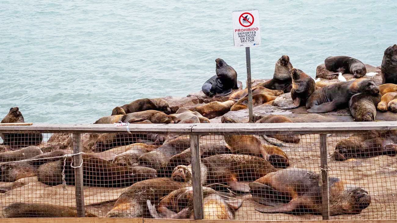 Crece la epidemia de gripe aviar que afecta a los lobos marinos