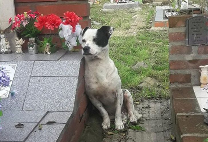 La historia detrás de la foto del perro que no se separa de la tumba de su dueño