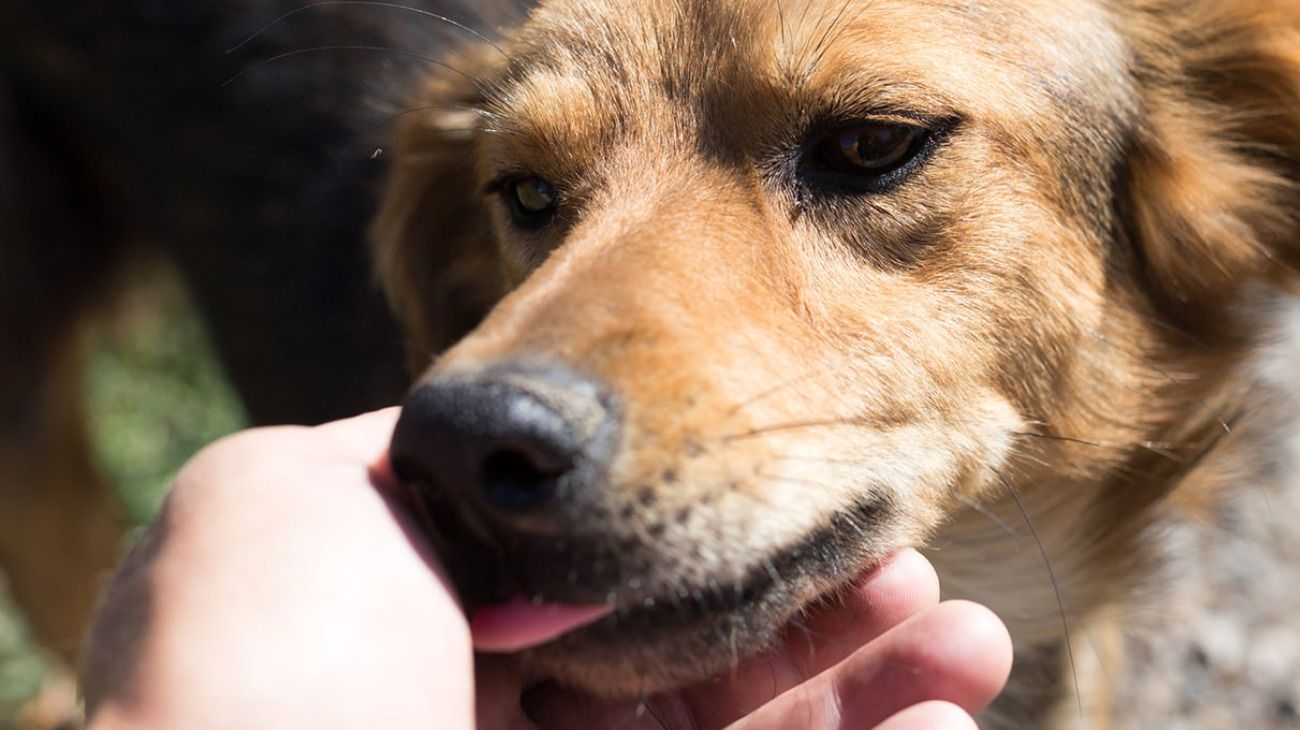 Tenía 63 años, lo lamió su perro y 16 días después murió