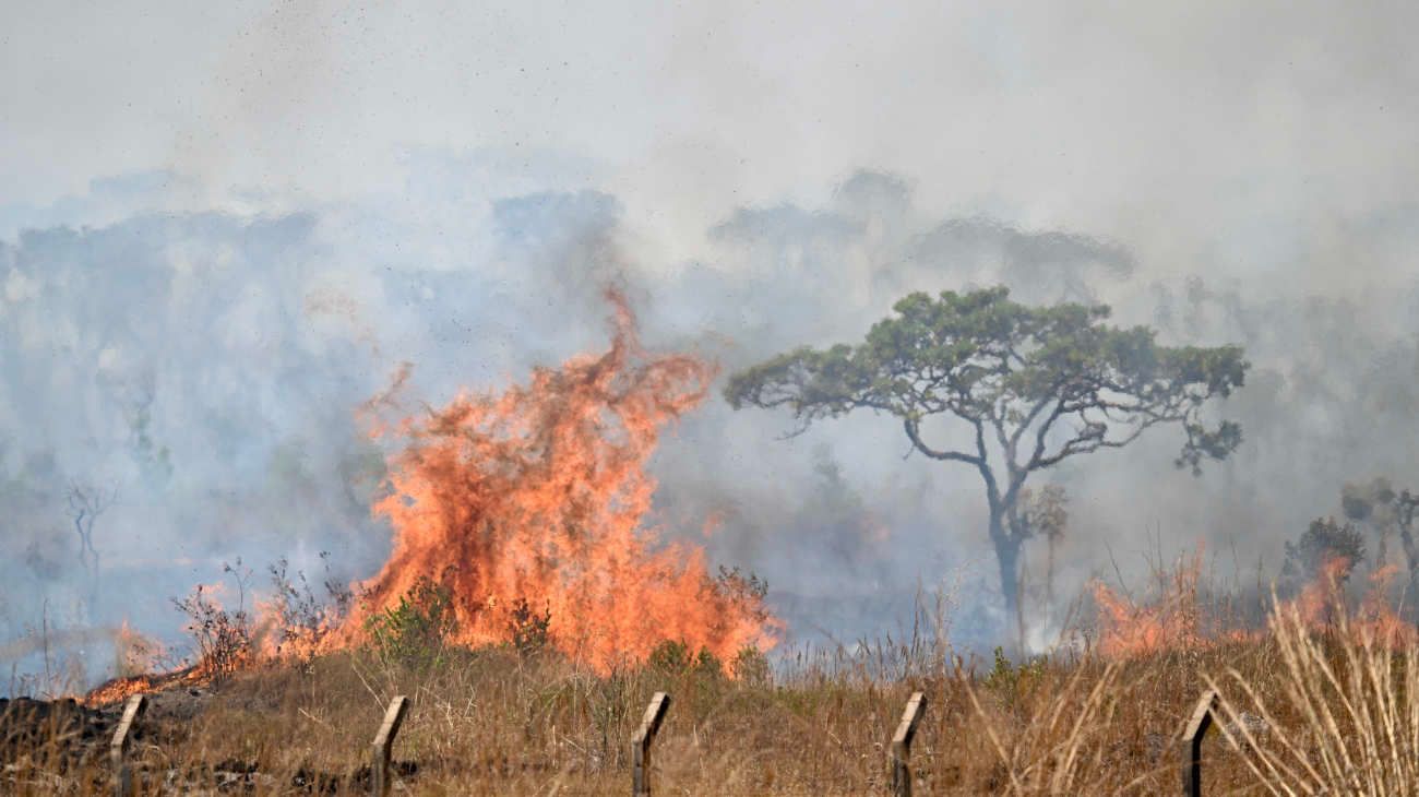 Incendios y sequía históricos ponen en riesgo las producciones agropecuarias de Brasil