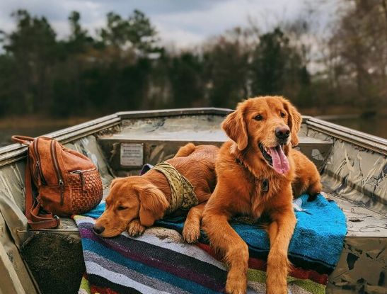 Día del Animal: cómo viajar con mascotas en auto sin riesgos ni multas