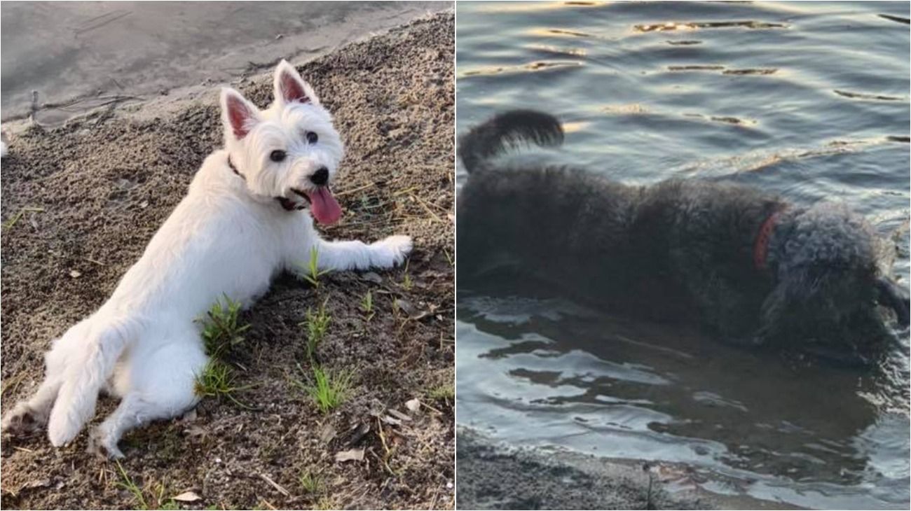 Llevó a sus perros a una laguna a jugar y murieron por algas tóxicas