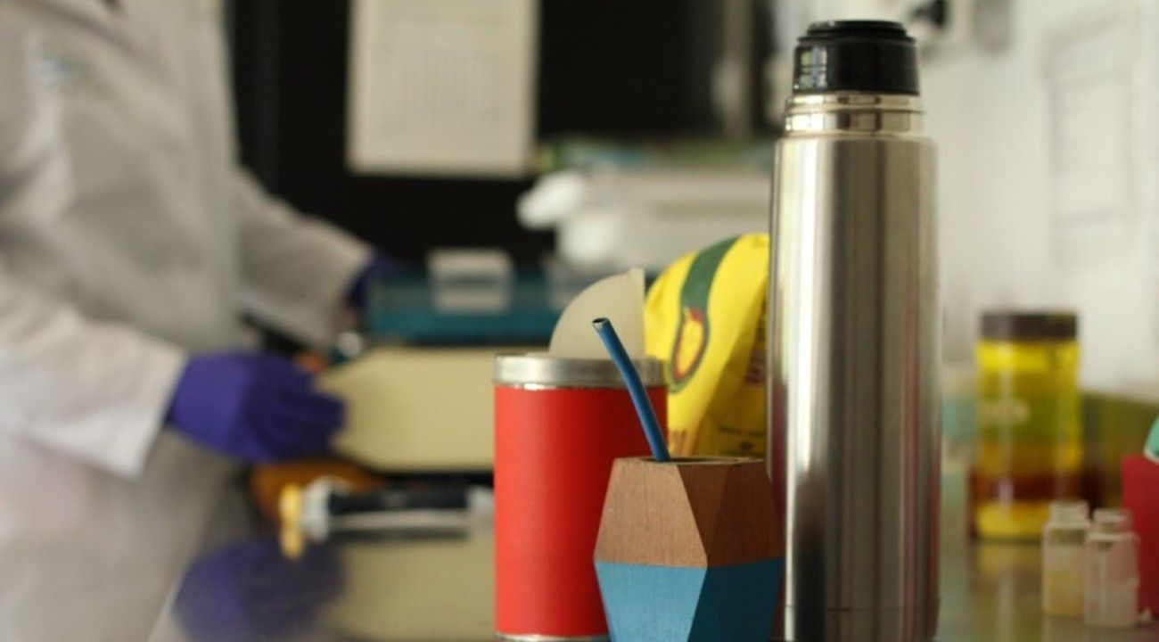 Descubren un nuevo beneficio de la yerba mate: cuáles son sus efectos contra el cáncer de próstata