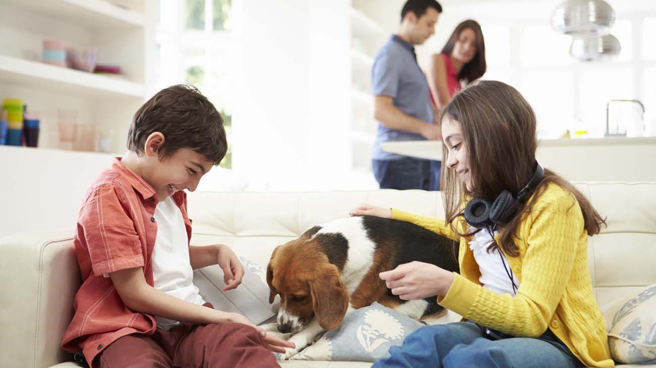 Efecto coronavirus: consejos para evitar la ansiedad en las mascotas