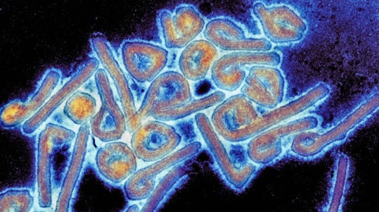 Chapare: una variante del virus detectado en Bolivia alerta a los científicos